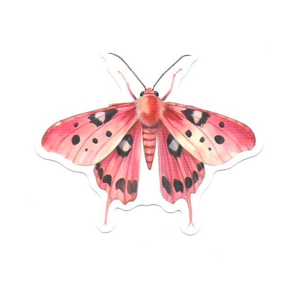 Spotted Crimson Moth Vinyl Sticker Vintage Pink Insect Journal Laptop Scrapbook