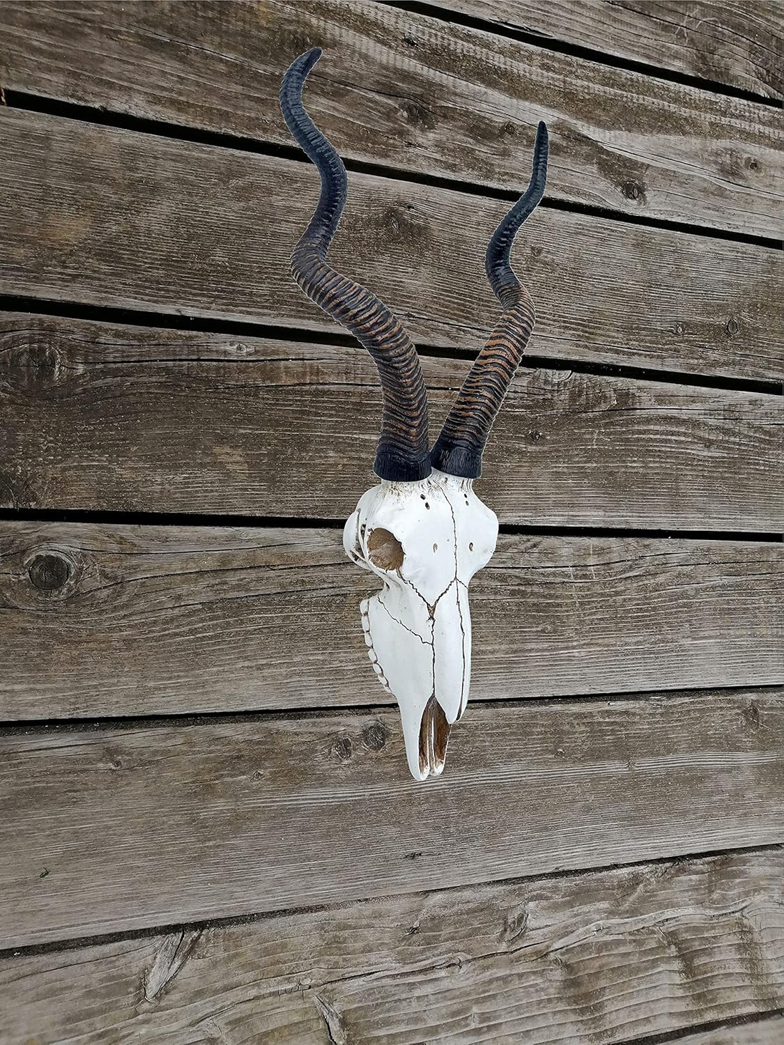 14 1/2" African Kudu Antelope Skull – Wall Mount Head – Rustic Safari Decor