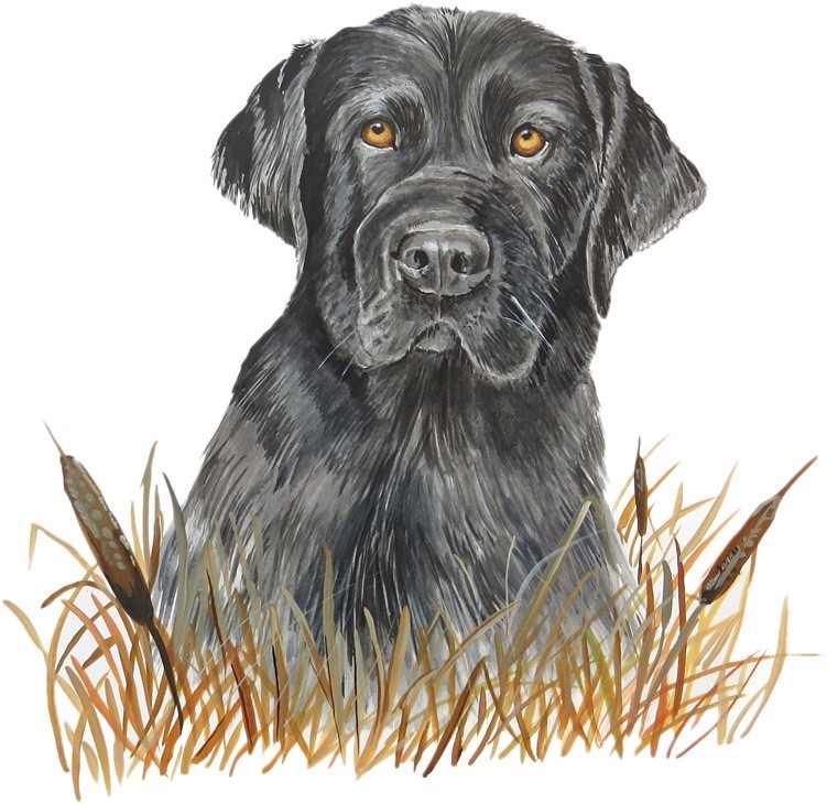 Black Lab Dog Pup Decal Sticker for Car/Truck Laptop or Phone