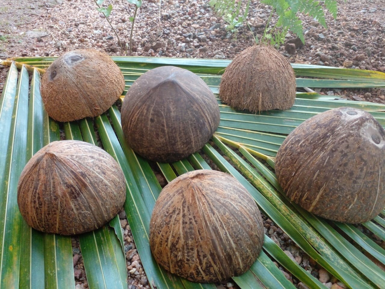 2 Coconut Shells Natural Ceylon Halves Eco Friendly Bowls Organic 100%Sri Lankan