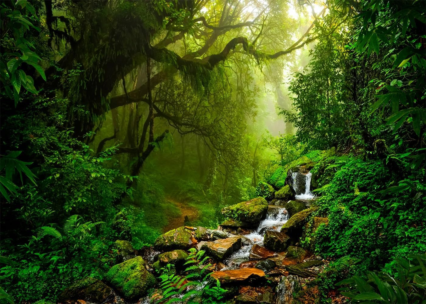 Tropical Jungle Backdrop Rain Forest Evergreen Forest Small Waterfall Photograph
