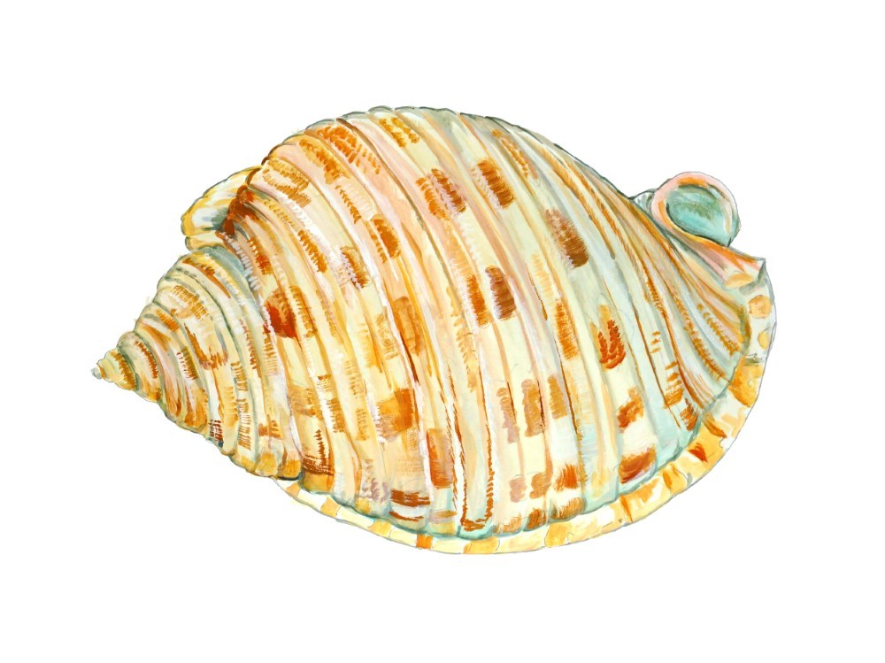Sea Shell Beach Sea Vinyl Decal Sticker Truck Boat Car Cooler Cup Tumbler Laptop