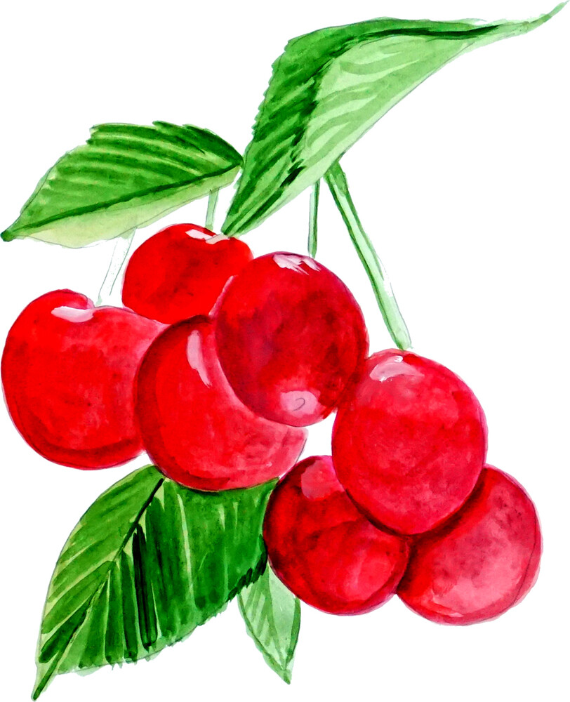 Cherries Fruits Graphics Vinyl Decal – Auto Car Truck Home RV ATV Boat Cell Cup