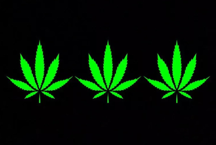 MARIJUANA POT LEAF Wholesale Lot 3 Vinyl Decal Stickers Window Bumper 3.5”