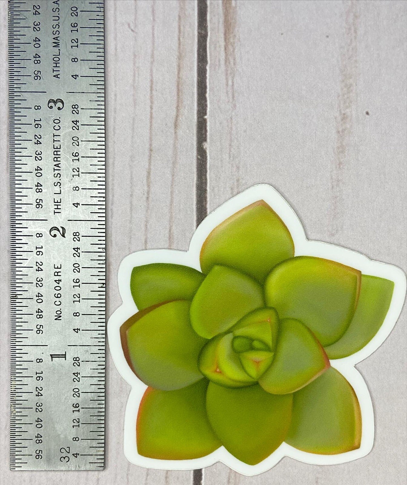 Hand-drawn Succulent Sticker – Lime Succulent – 2.5” X 2.5”
