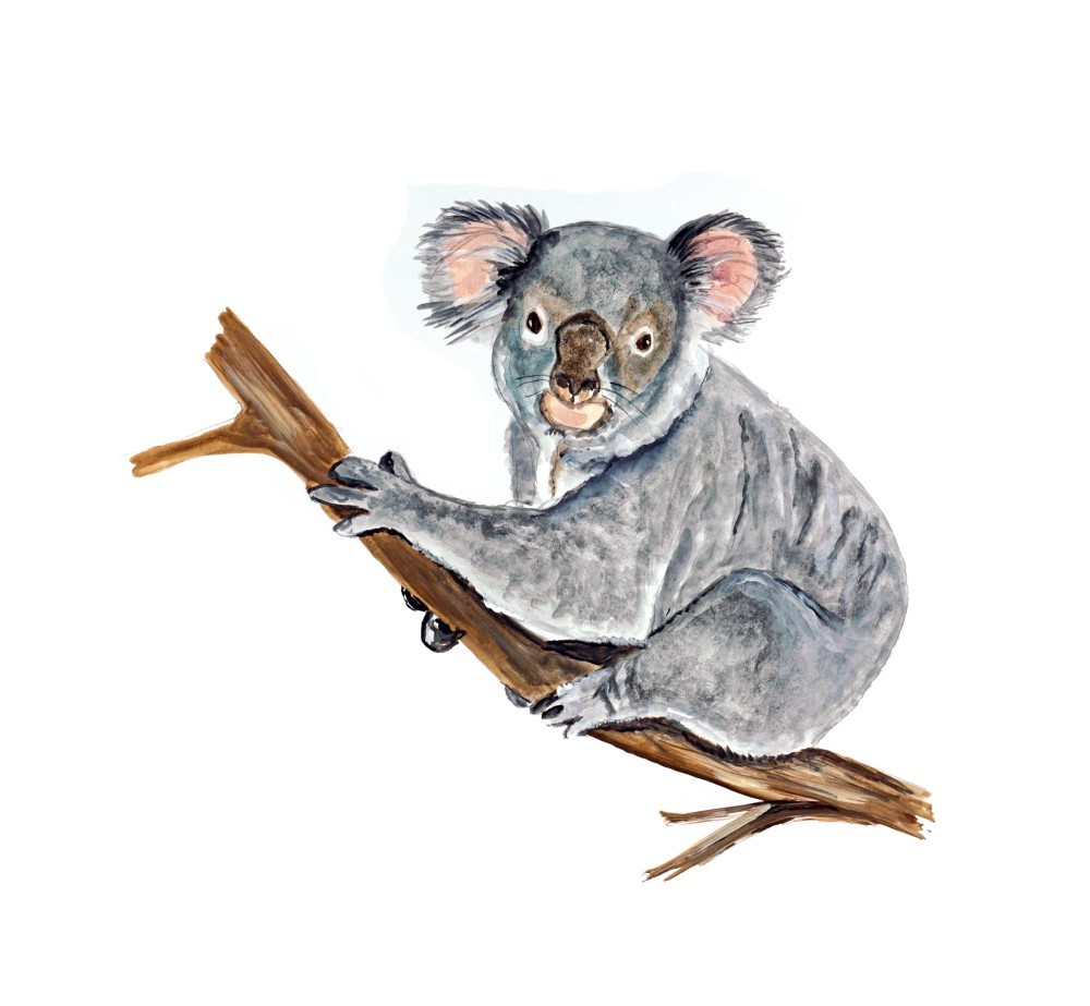 Decal Vinyl Sticker Koala – Printed Vinyl Decal Made in USA