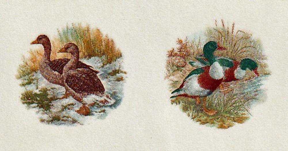 Vintage Mini Ducks & Swans Wildlife Decals: (8) waterslide transfers, crafts