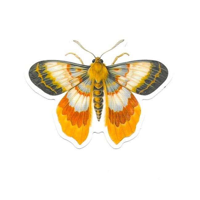 Marigold Yellow Moth Vinyl Sticker Vintage Orange Insect Journal Laptop
