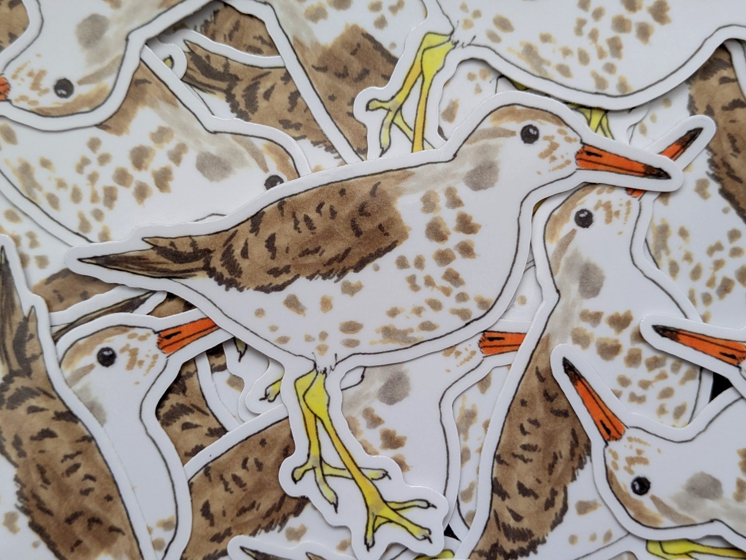 Spotted Sandpiper 4" Indoor/Outdoor Vinyl Sticker Nature Wildlife Art Bird