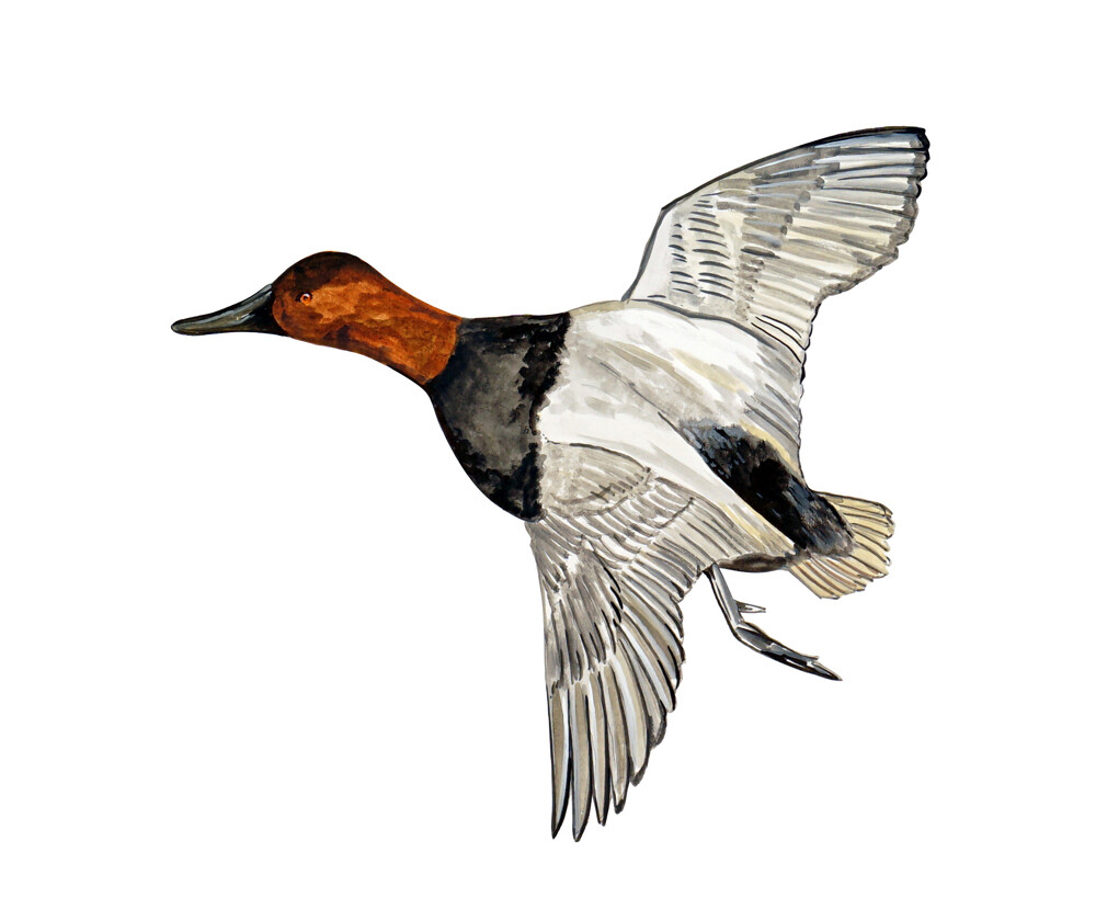 Canvasback Duck High Quality Printed Vinyl Decal Wall Window Car Sticker