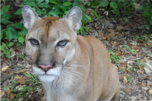 Puma Sitting Cat Wildlife Blue Eyes Vibrant Poster Print Paper OR Wall Vinyl