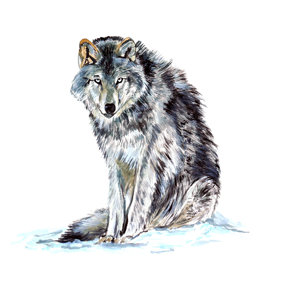 Grey Gray Timber Western Wolf Wildlife Reverse American Art Window Decal Sticker