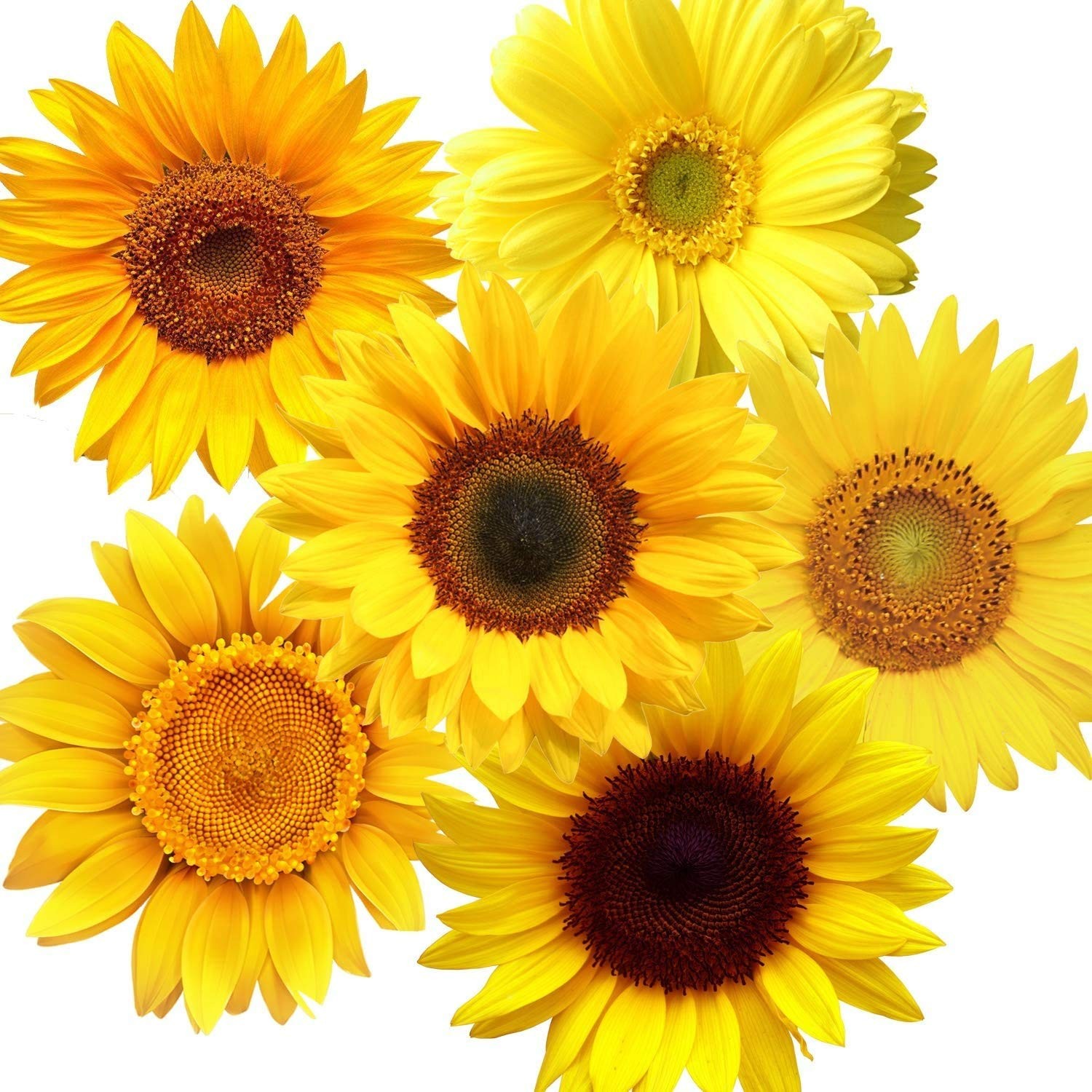 Zonon 72 Pieces Sunflower Wall Sticker 3 Count (Pack of 1), Bright