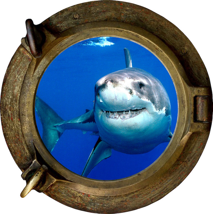 Shark Porthole Wall Decal Mural Ocean Creatures Vinyl Great White Sea Fish, a03