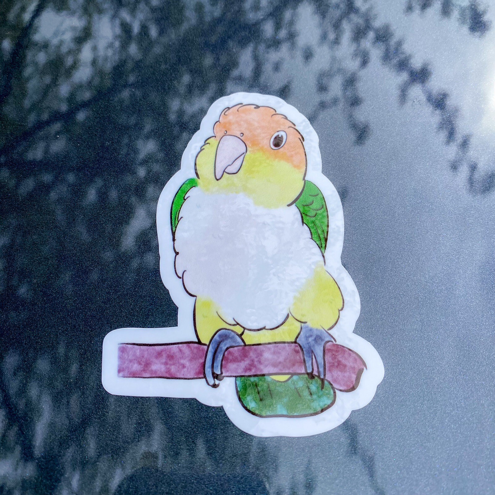 White Bellied Caique CAR Sticker Outdoor use / UV & Water Proof Parrot Sticker