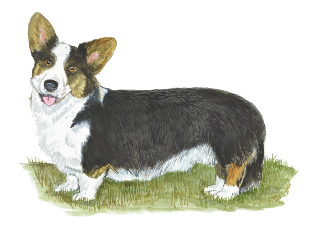 Decal Vinyl Sticker Cardigan Corgi – Printed Vinyl Decal Made in USA