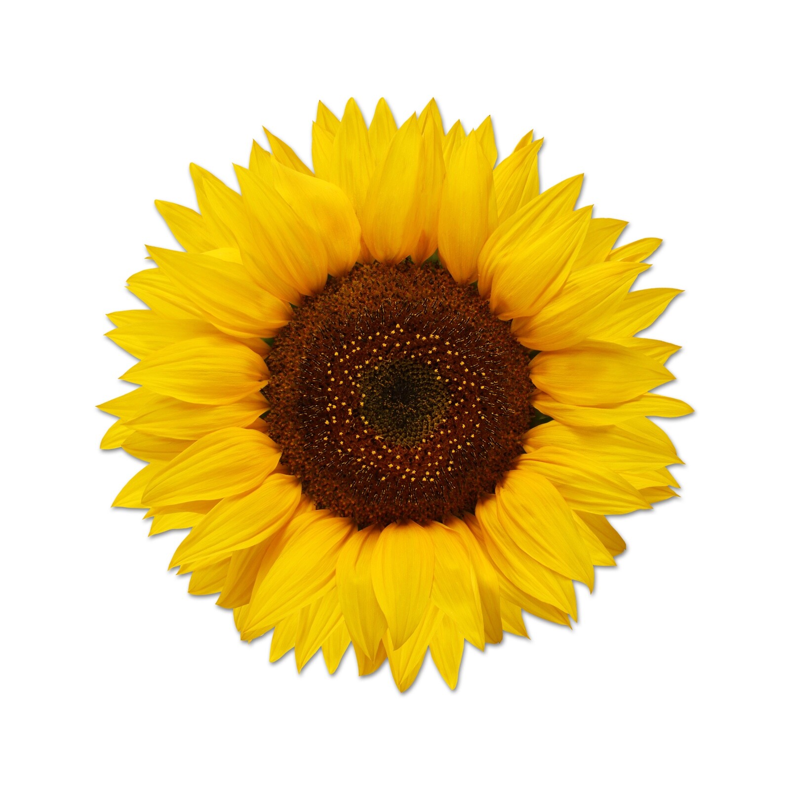 Beautiful Full Color Sunflower Sticker Yellow Vinyl Decal Real Laptop Phone Wall