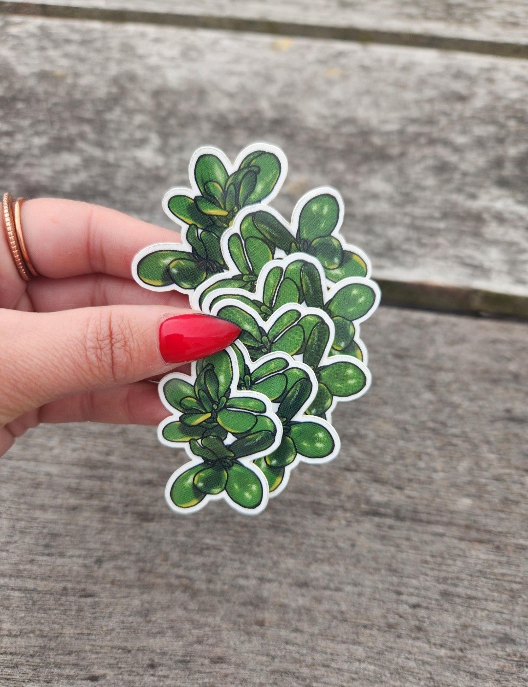 Single Variegated Jade Plant Sticker, 2" Vinyl Decal