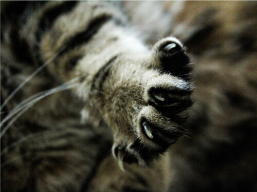 Paws Close Up Nails Out Cute Cat Poster Print Paper OR Wall Vinyl
