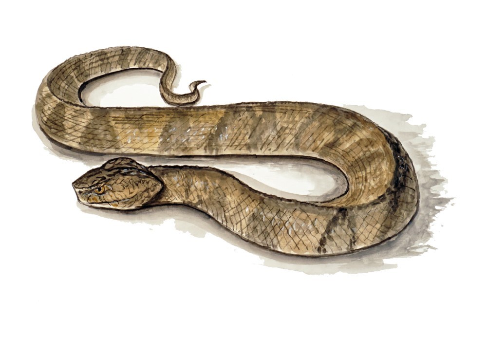 Decal Vinyl Sticker Water Moccasin Snake Made in USA