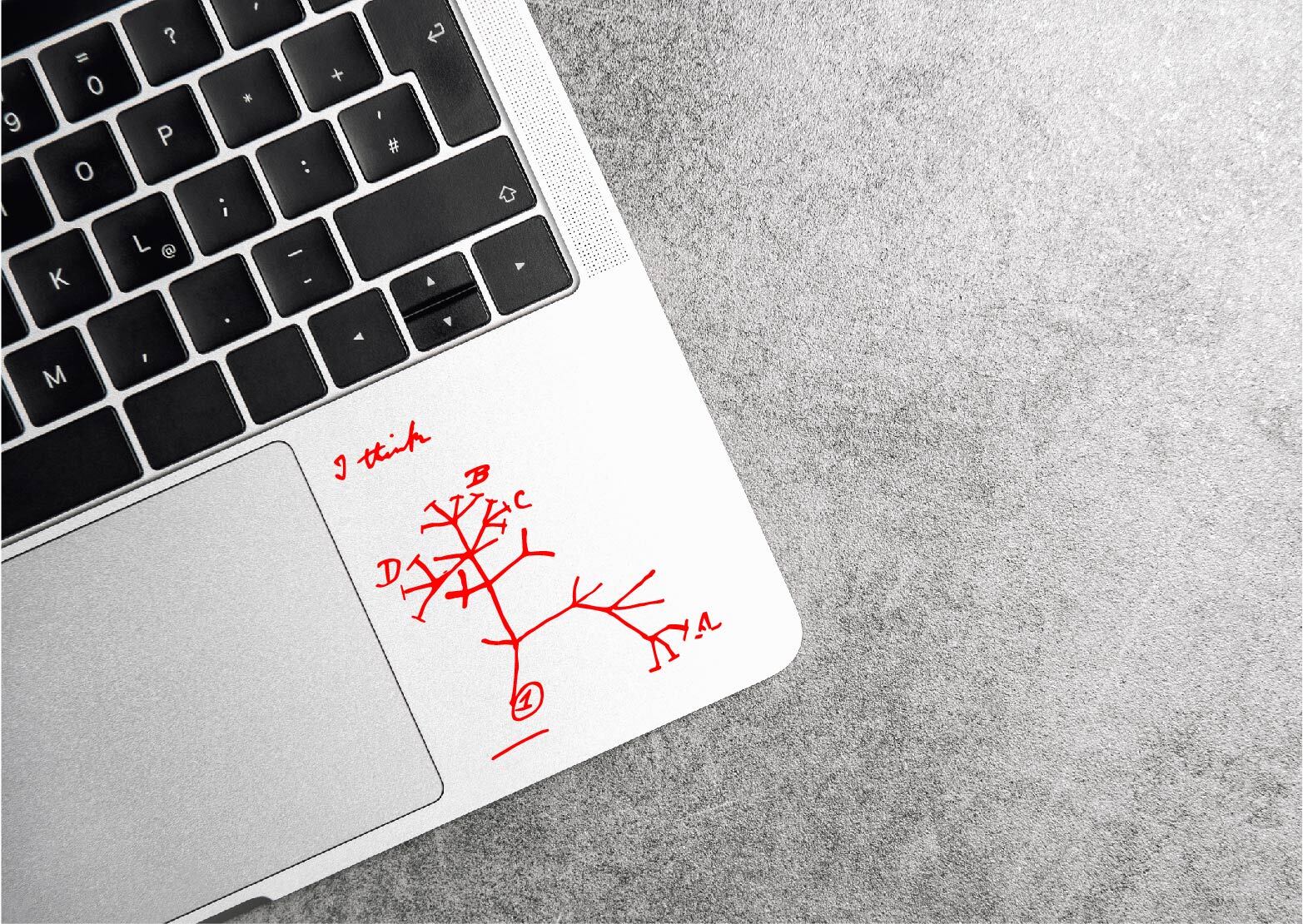 Darwin Tree of Life Decal Sticker Evolution Theory I Think Charles Darwin Vinyl