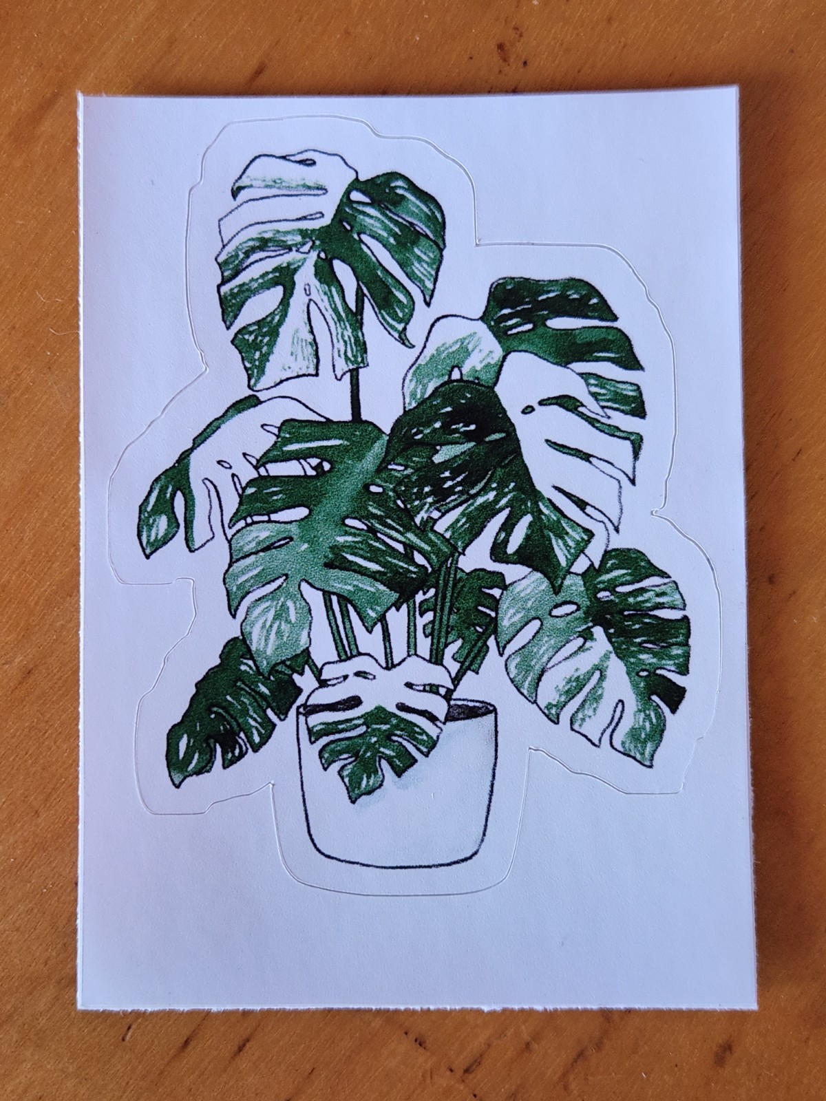 Large Variegated Monstera Plant Vinyl Sticker 3 x 3 inch