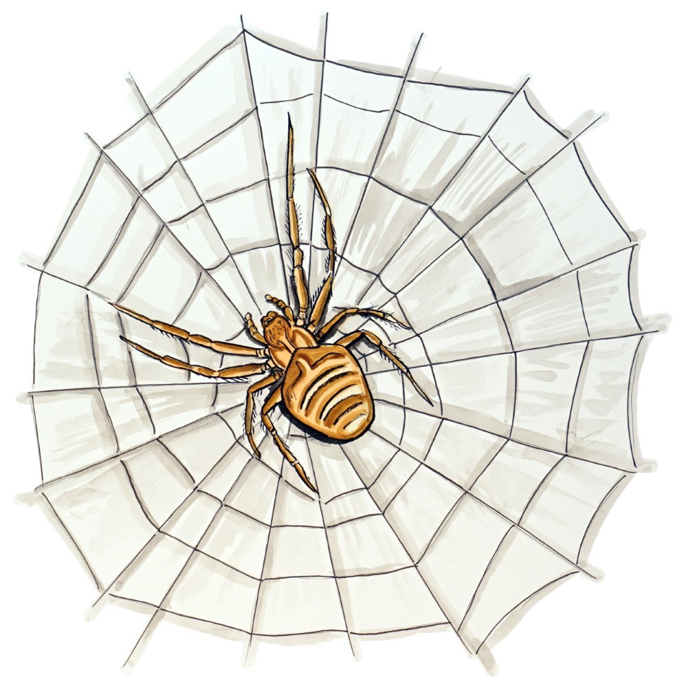 Decal Vinyl Sticker Spider & Web Made in USA