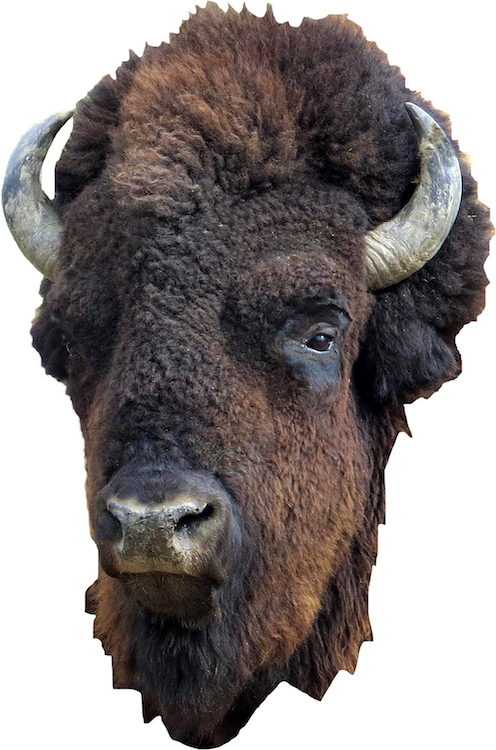 Bison Head Wall Decal Mural Hunting Wild Animals Removable Buffalo Vinyl, a16