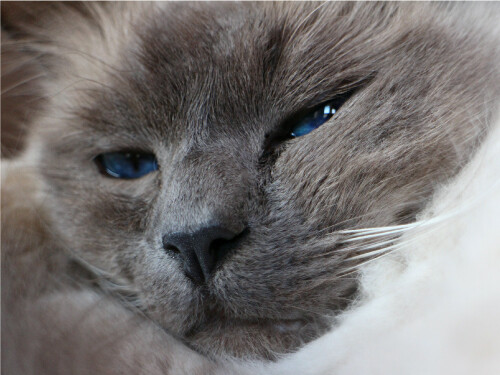 Siamese Face Sleepy Close Up Cute Kitten Cat Poster Print Paper OR Wall Vinyl