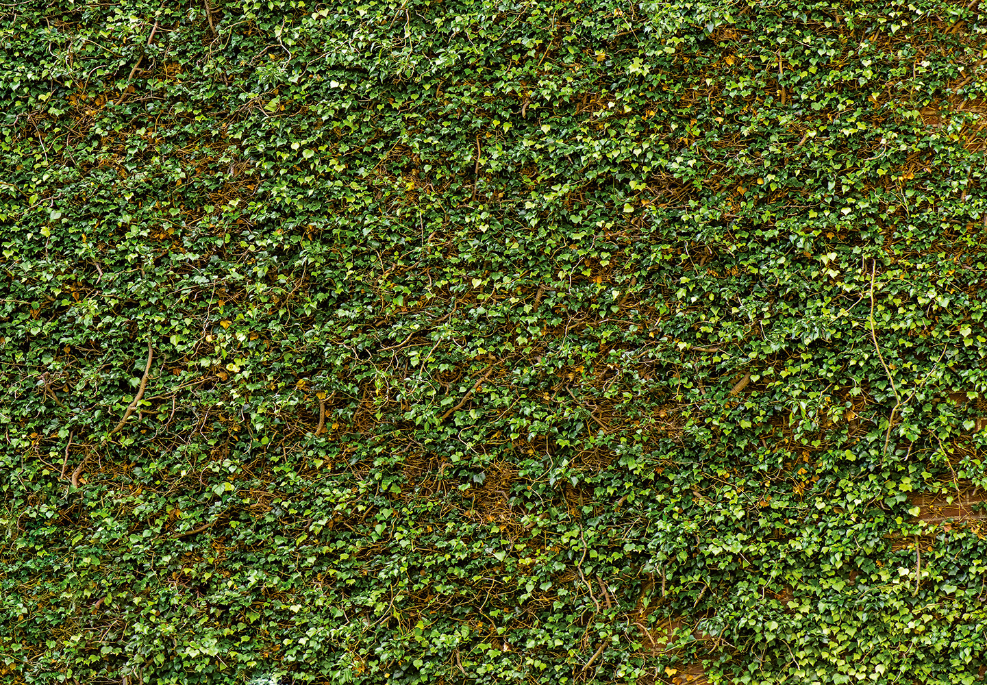 Climbing IVY Wallpaper 144"x100" Removable Wall Mural Plant Green Grass Backdrop