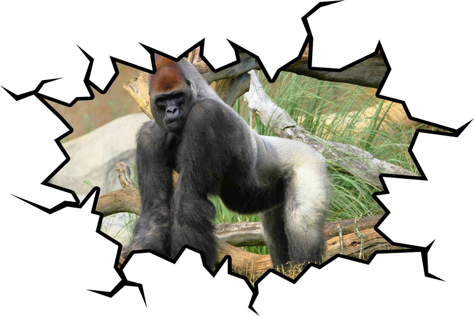 Gorilla Wall Crack Decal Peel & Stick Silverback Gorilla Wall Art Decor VWAQ – W