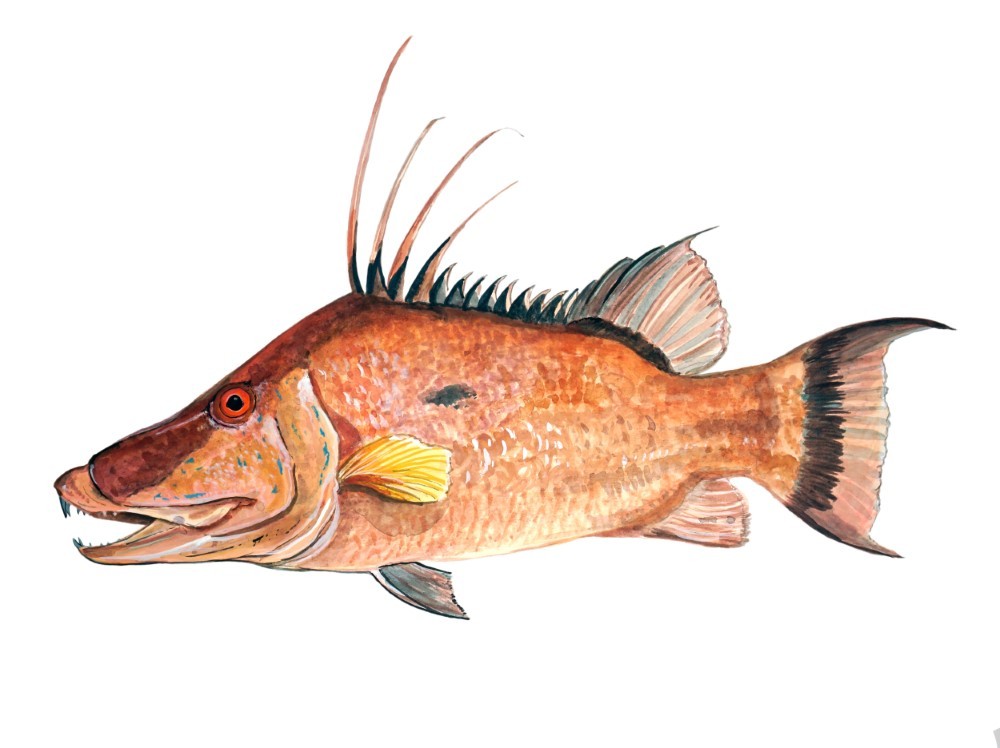 Hogfish Vinyl Decal Sticker for Car/Truck Laptop or Phone