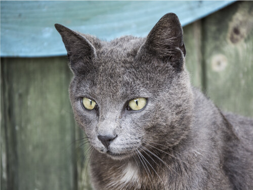 Gray Yellow Eyes Looking Left Cute Cat Poster Print Paper OR Wall Vinyl