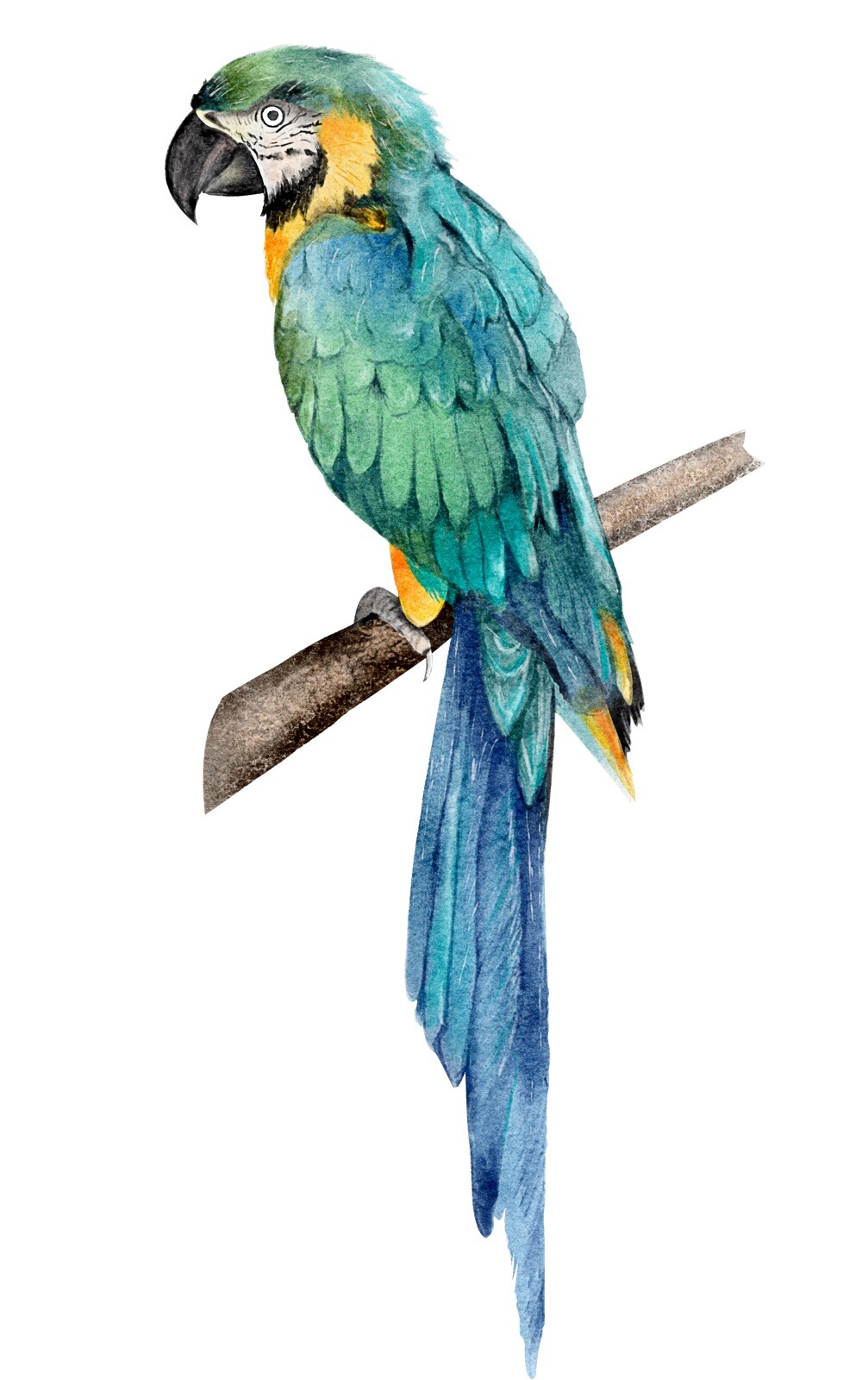 Blue Parrot Phone Sticker (2 Inch) Bird Wild Flying Vibrant Macaw Watercolor