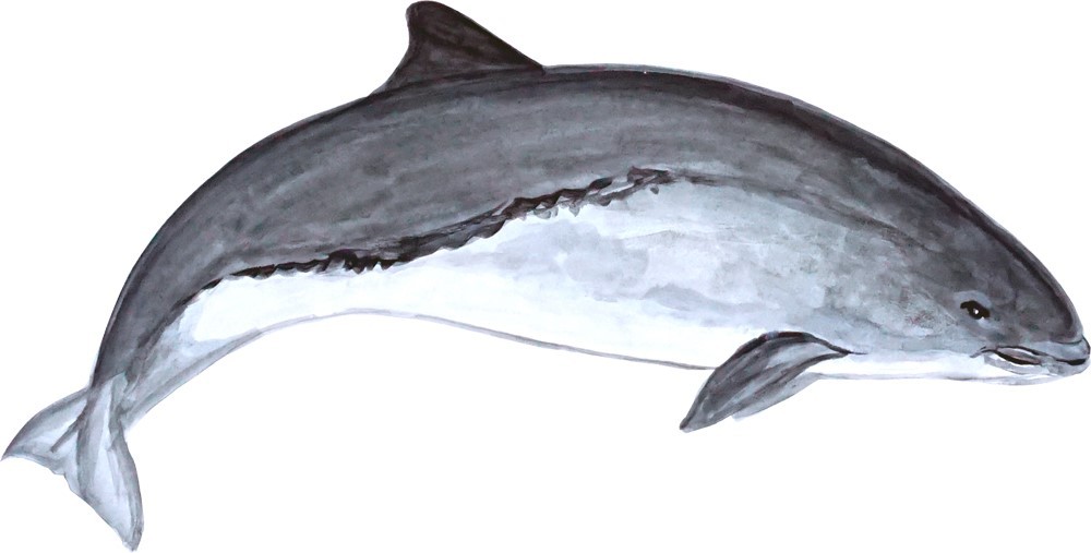 Decal Vinyl Sticker Porpoise – Printed Vinyl Decal Made in USA