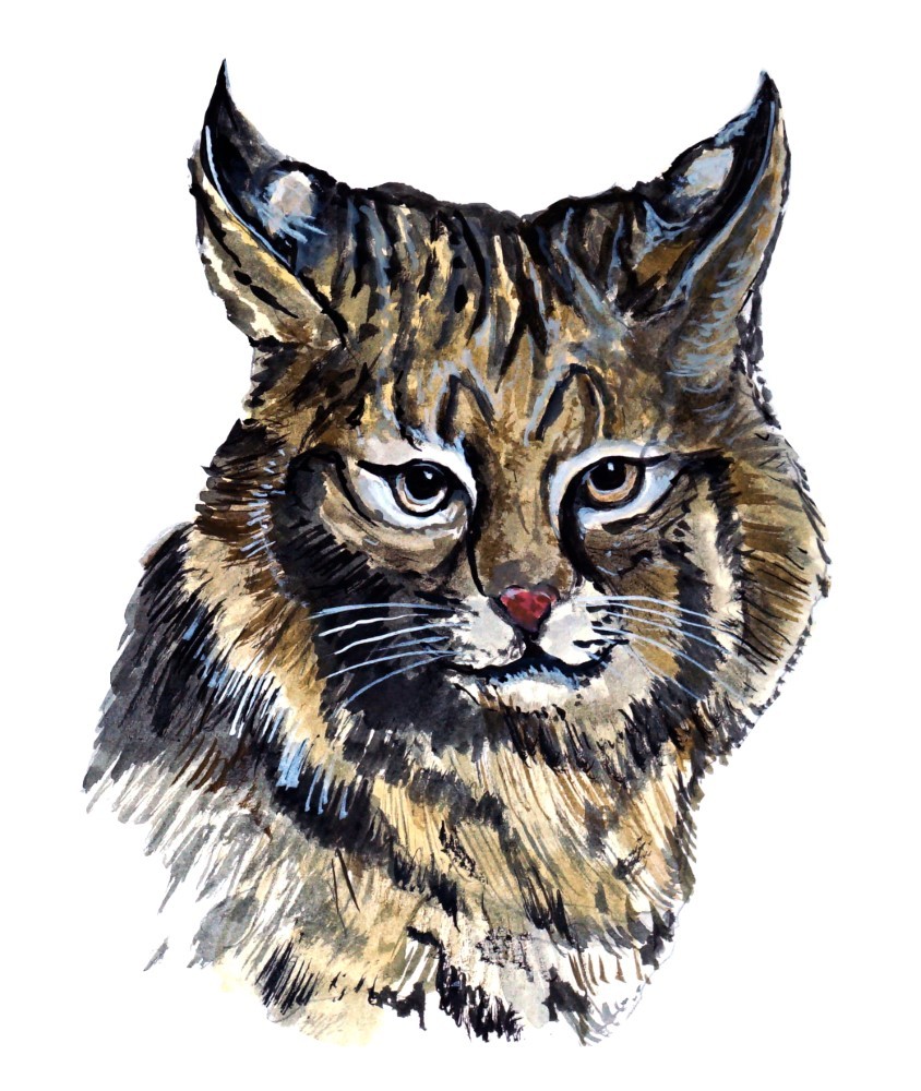 Decal Vinyl Sticker Bobcat – Printed Vinyl Decal Made in USA