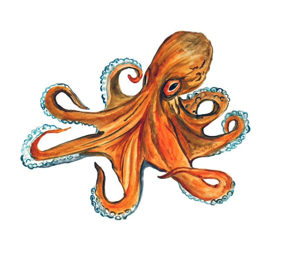 Decal Vinyl Sticker Octopus Squid – Printed Vinyl Decal Made in USA