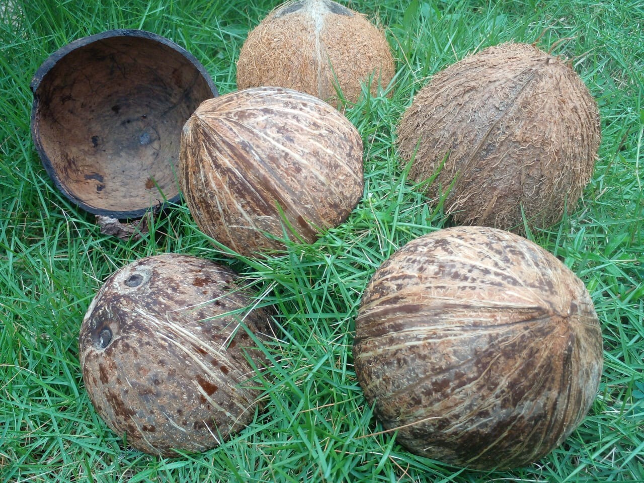 2 Coconut Shells Natural Ceylon Halves Eco Friendly Bowls Organic 100%Sri Lankan