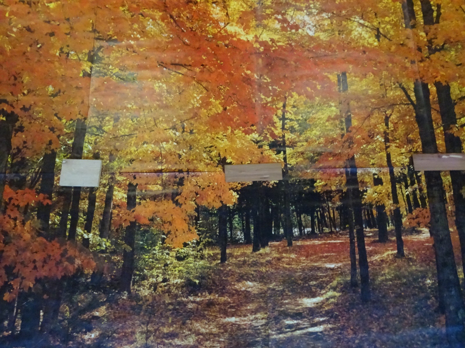 Full Wall Photo Mural Colorful Autumn Leaves Forest Path Tree 8’ 8” x 12’ 6” NOS