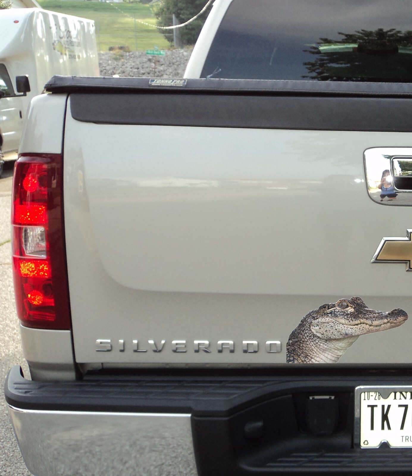 Gator Peering Around Corner Vinyl Decal – 6.5" tall x 12" wide Florida Alligator