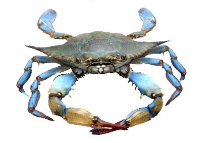 Blue Crab Vinyl Decal Sticker for Car/Truck Laptop or Phone