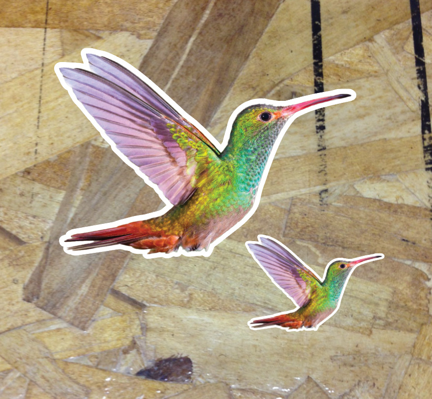 Hummingbird Realistic Decal Sticker Vinyl Waterbottle Vehicle Device – 2 for 1