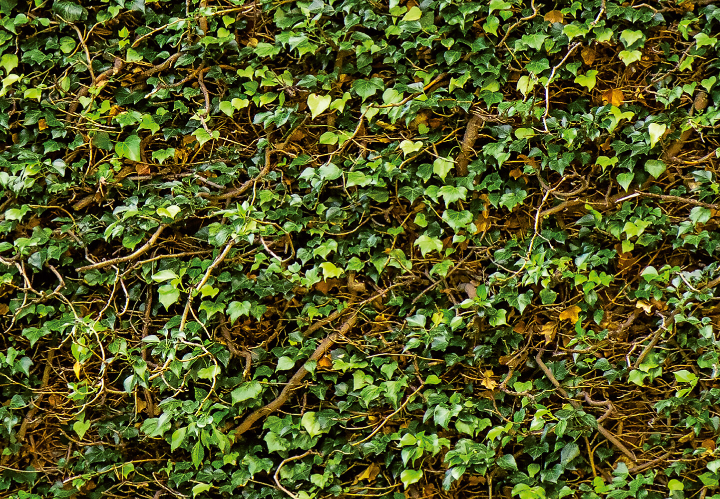 Climbing IVY Wallpaper 144"x100" Removable Wall Mural Plant Green Grass Backdrop