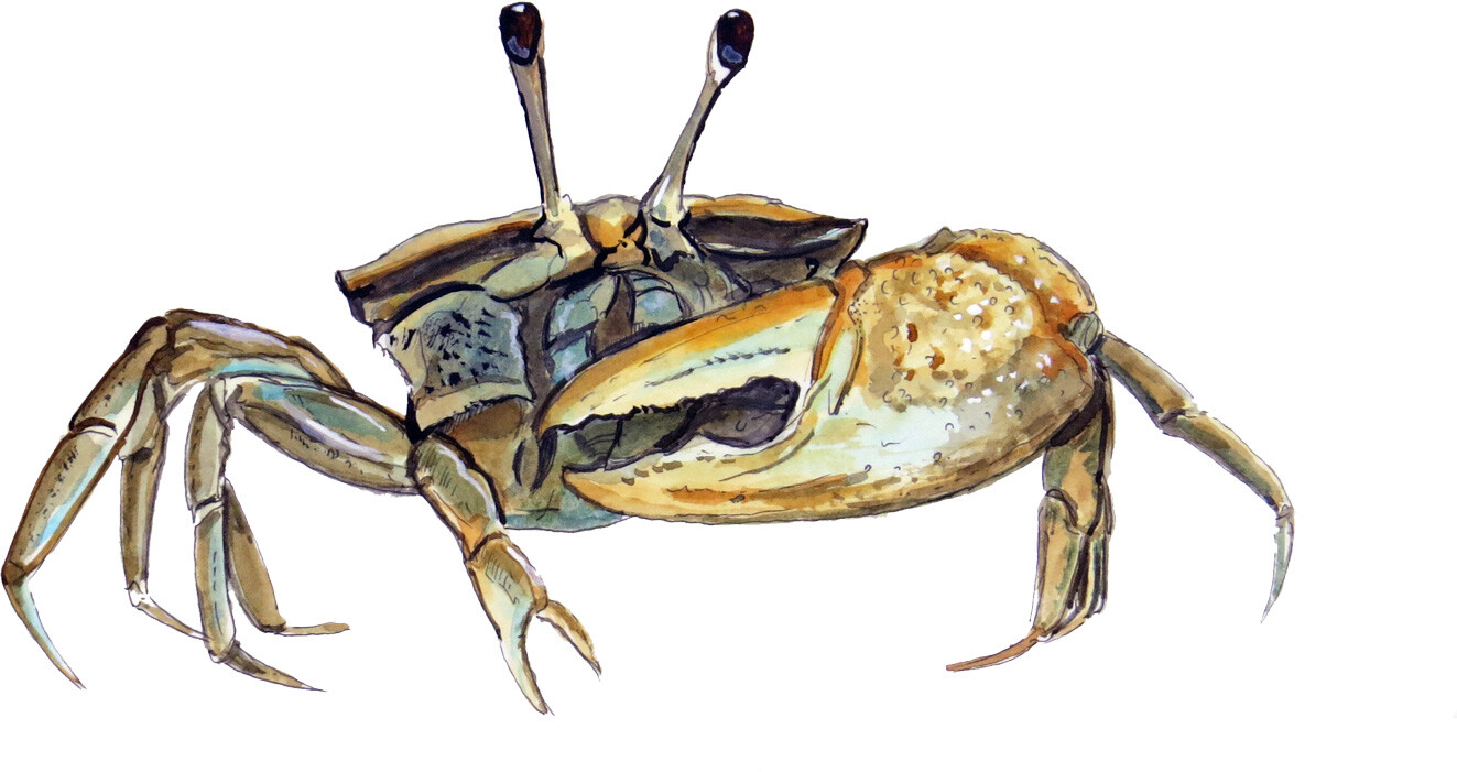 Fiddler Crab Calling Vinyl Decal Sticker Truck Boat Car Cooler Cup Tumbler