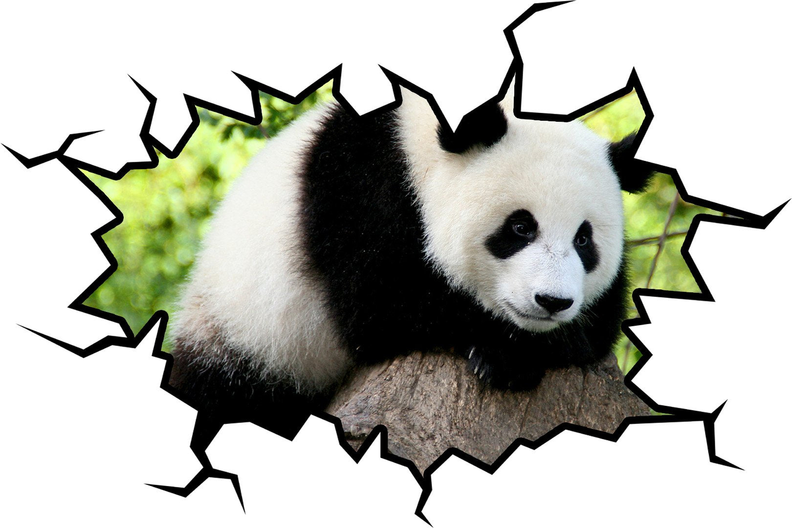 Panda Bear Wall Decal Hole in the Wall Crack Removable Wall Decal VWAQ – WC26