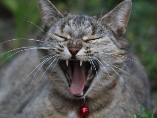 Vibrant Funny Yawning Kitten Cute Cat Laughing Poster Print Paper OR Wall Vinyl