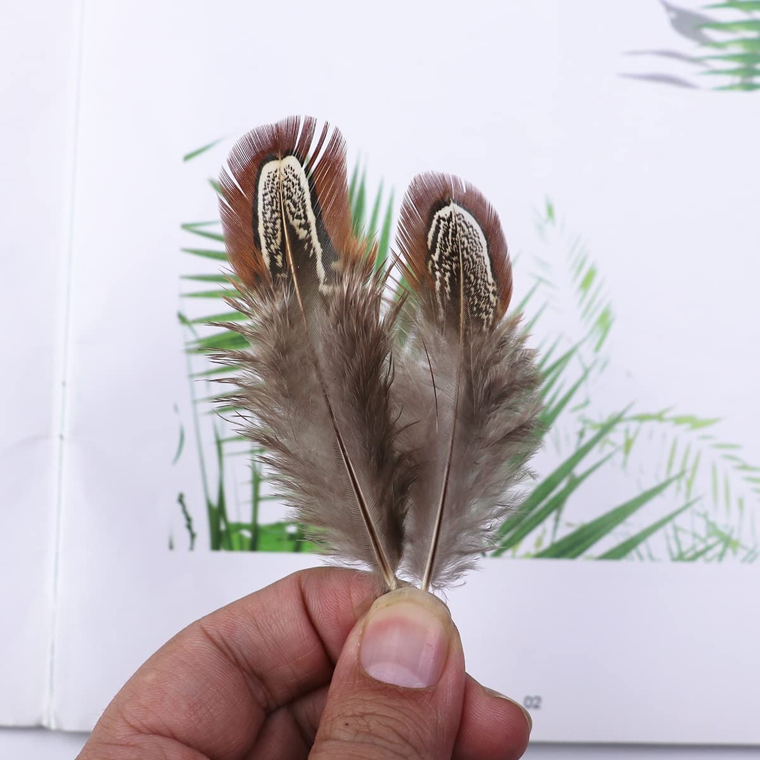 50 Pcs Natural Pheasant Feathers 2-3 Inches Plumage for Crafts Clothing Sewin…