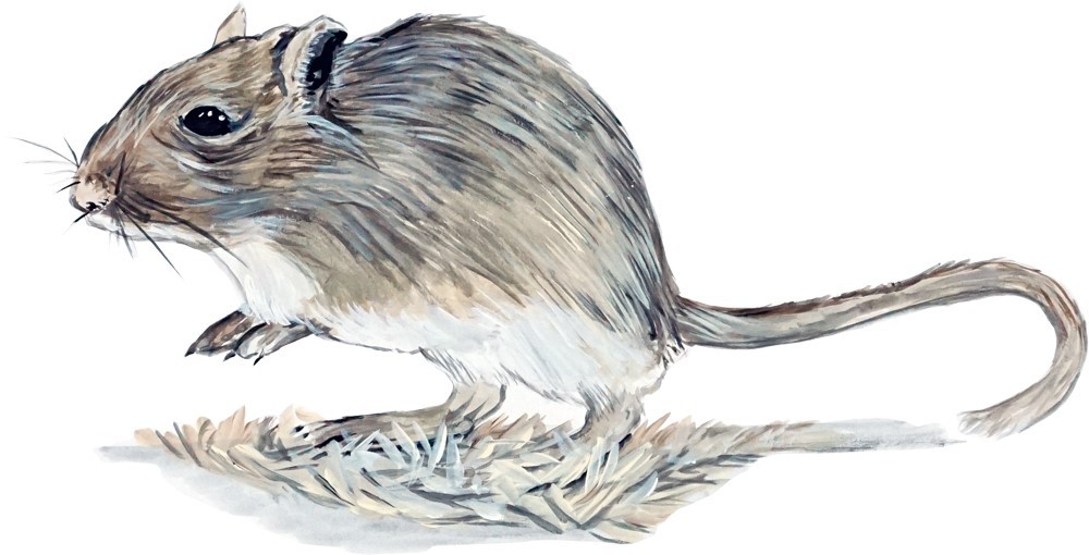 Decal Vinyl Sticker Gerbil – Printed Vinyl Decal Made in USA