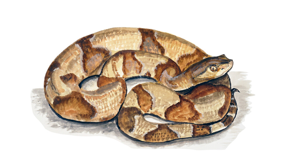 Copperhead Snake Printed Vinyl Decal Wall Window Car High Quality Sticker