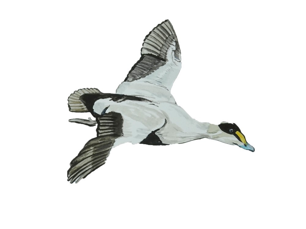 Decal Vinyl Sticker Grey Duck Flying – Printed Vinyl Decal Made in USA